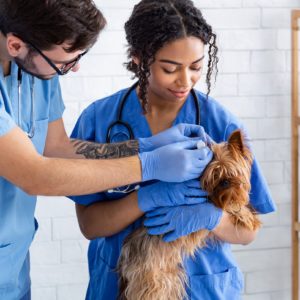 Veterinary Assistant Diploma Level 3
