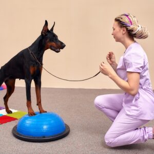Veterinary Physiotherapy