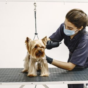 Dog Groomer Training Diploma