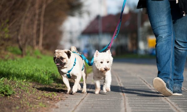Dog Leash Training