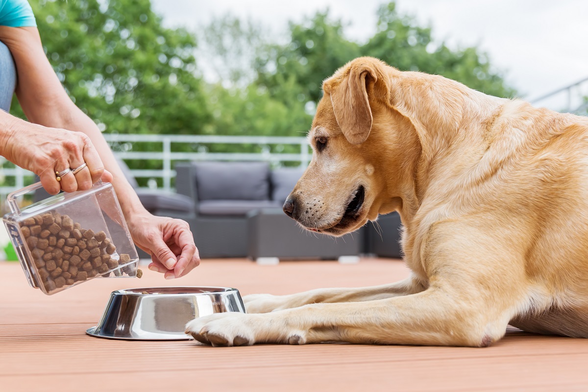 Dog Training - Feed Your Dog A Raw Diet