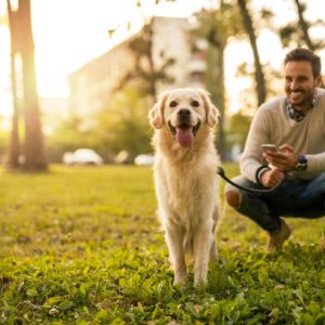 Pet Sitting and Dog Walking Diploma