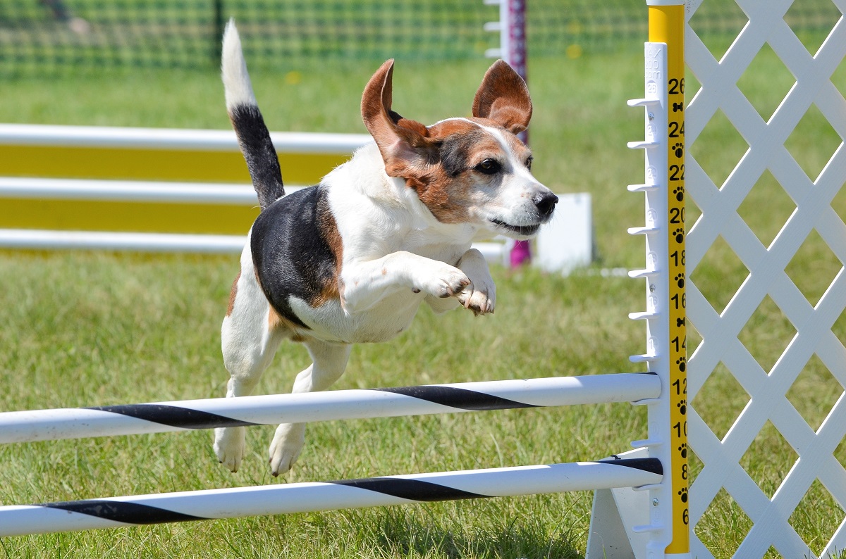 Dog Agility & Obstacle Training