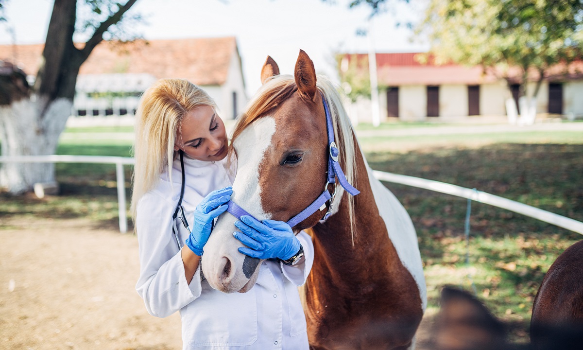 Horse Care - Equine Psychology
