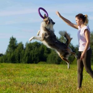 Dog Training: Dog Agility