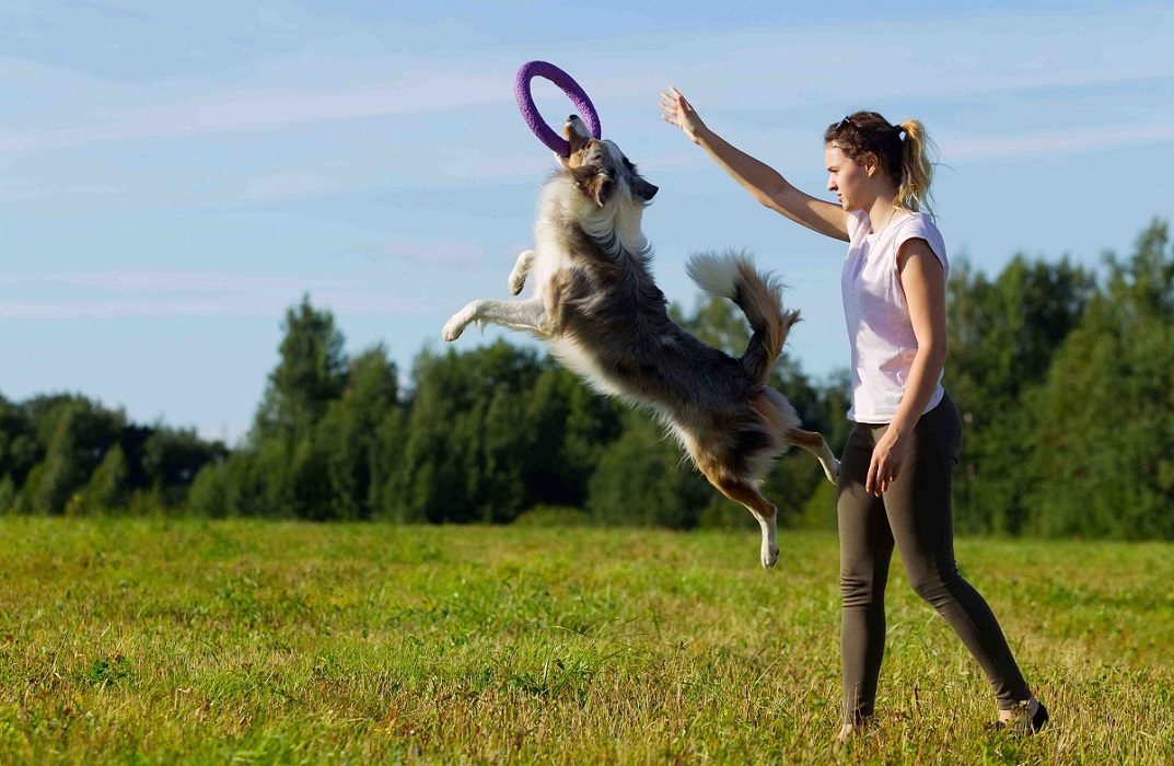 Dog Training: Dog Agility