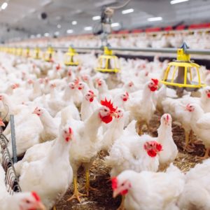Diploma in Poultry Farming