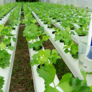 Gardening : Hydroponics Gardening