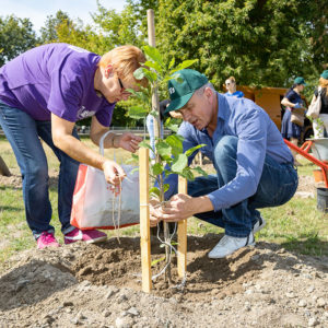 Arboriculture & Tree Plantation