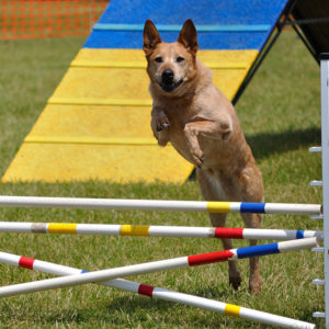 Dog Agility