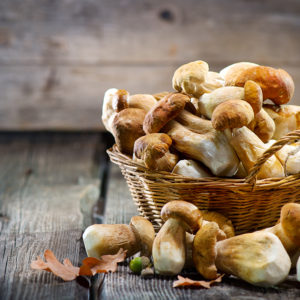 Farming – Growing Mushroom