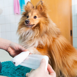 First Aid for Pets