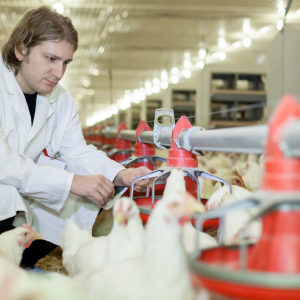 Poultry Farming