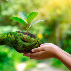 Conservation (Environmental Conservation)