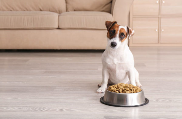 Diet and Nutrition for Animals